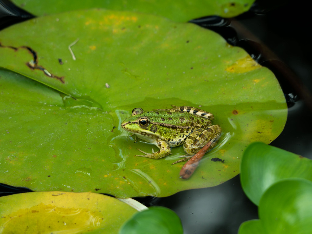 The frog. Rana común (Pelophylax Perezi)