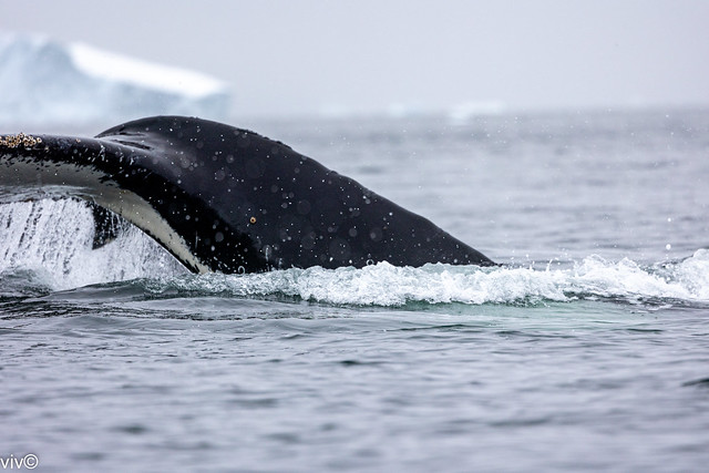 On a cloudy summer evening, this huge adult Humpback whale lifts its tail off the Antarctic waters as it dive hunts krill for dinner. It was very near us and you can see the barnacles on its tail and water streaming from its tail. Uncropped image