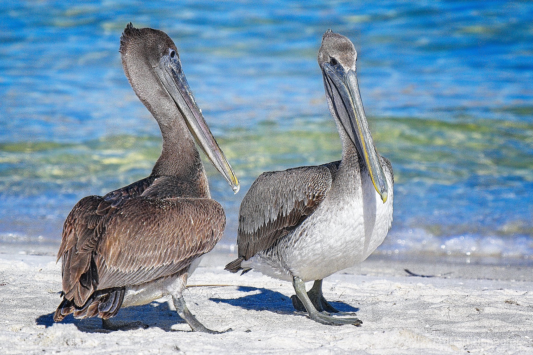 Brown Pelicans Hanging Out