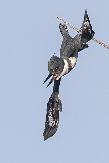 Belted Kingfisher---Megaceryle alcyon