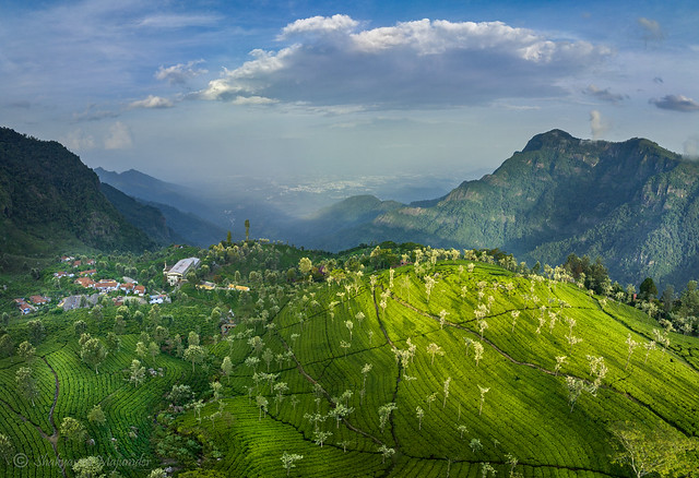 Tea plantations of Coonoor (Nilgiri Hills, India) || An aerial perspective