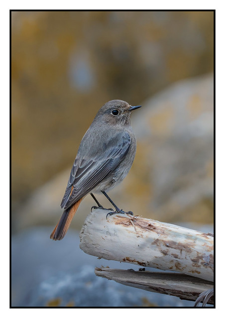 Black Redstart on driftwood (F) - (Phoenicurus ochruros) 2 clicks for close up