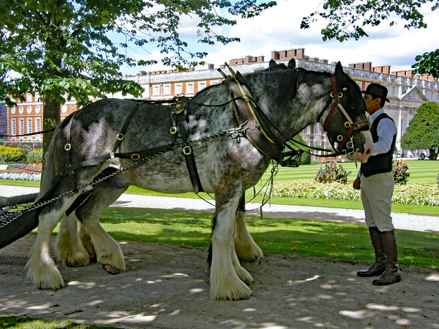 Carriage horse at Hampton Court