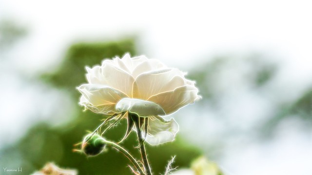 13013 - White flower - Rose Blanche