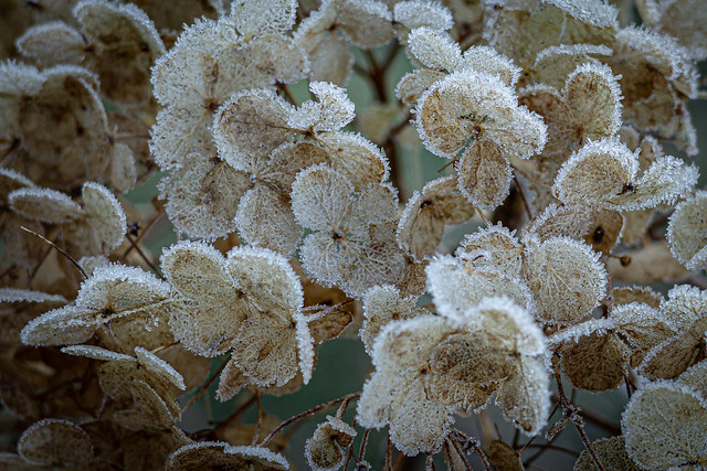 Details of a frozen hortensia