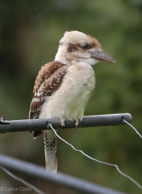 Bird. Australian native bird, kookaburra.  https://en.wikipedia.org/wiki/Kookaburra