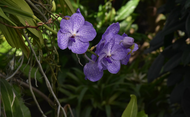 Blüten der Orchidee Vanda coerulea; Floraland, Embüren (172)