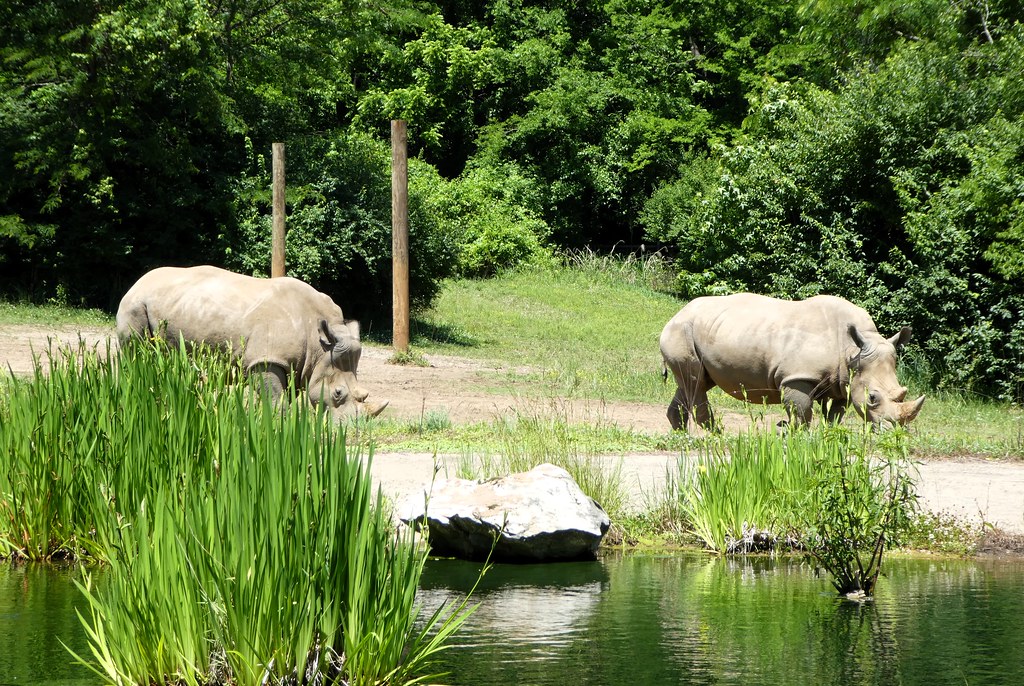 Nashville Zoo - Southern White Rhinoceros