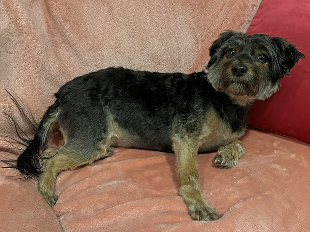 Picture Of Mandy A Yorkie Mix Taken After Grooming On Monday January 15, 2024. Mandy Is Now 7 Years Old According To The Vet When She Was First Adopted Who Said She Was Born Sometime In December. Photo Taken Monday January 15, 2024.