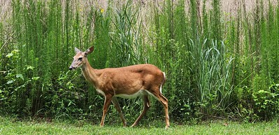 Photo of a white-tailed deer in front of tall green plants