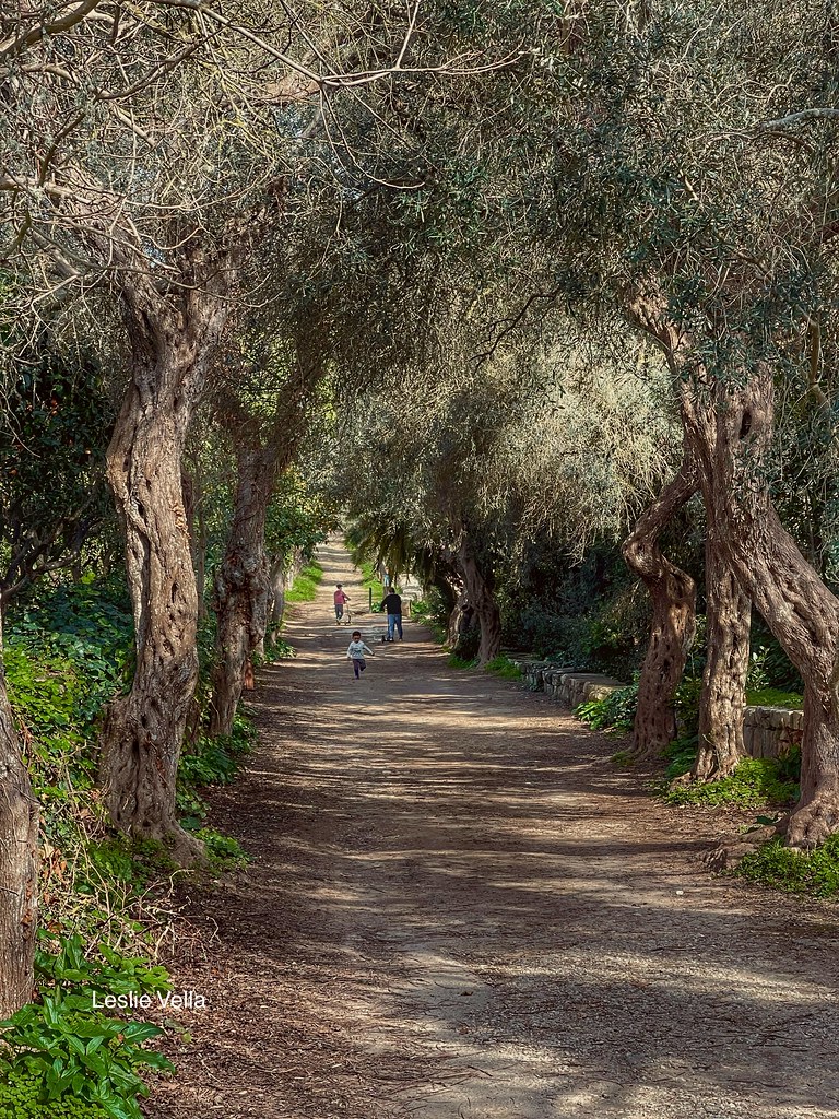Pathway under the olives. Buskett Woodland, Malta