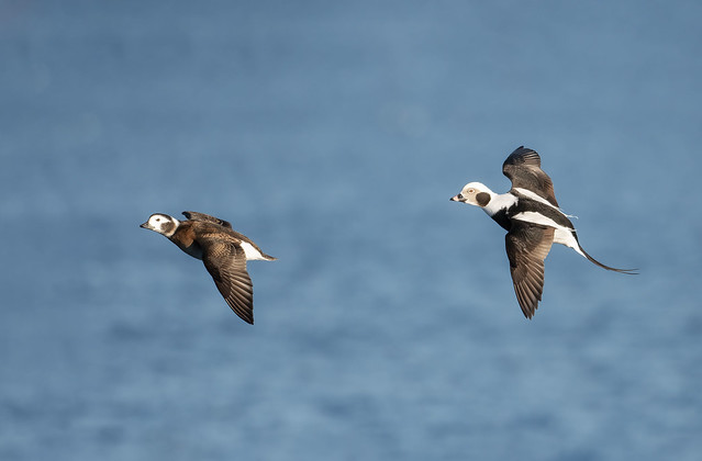 Male and female long-tailed ducks