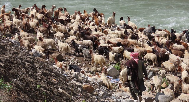 Flock of sheep and goats, Kaghan valley, M 15, Balakot > Naran