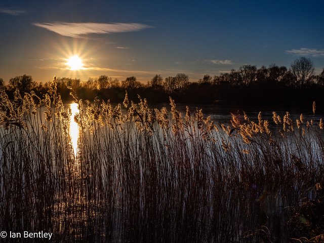 Glittering Reeds and Evening Sun