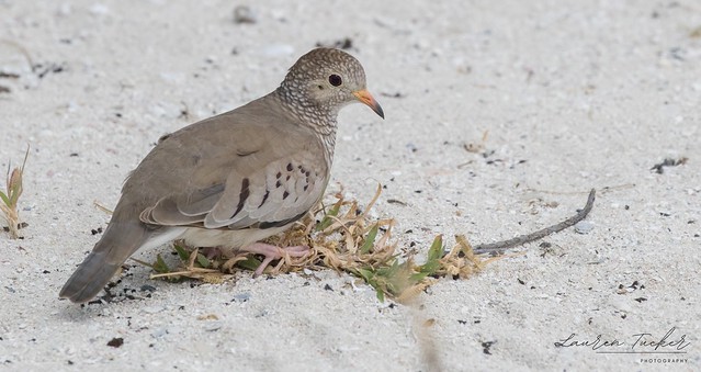 Common Ground Dove – Columbina passerina