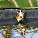 Putter of Distelvink / European goldfinch
