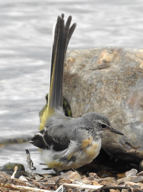Grey Wagtail troubled by wind.