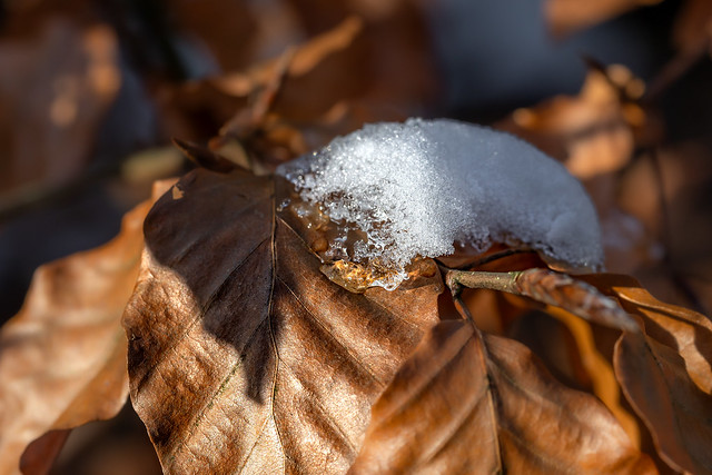 leaves and ice