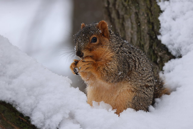 Fox Squirrels in Ann Arbor at the University of Michigan on January 30th, 2024 - 30/2023  233/P365Year16  5711/P365all-time – (January 30, 2024)