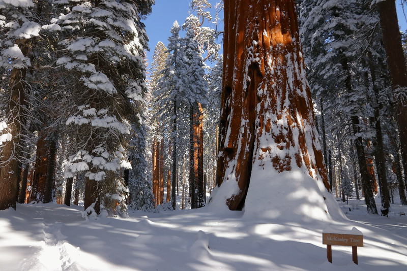 IMG_8958 McKinley Tree Junction in Winter