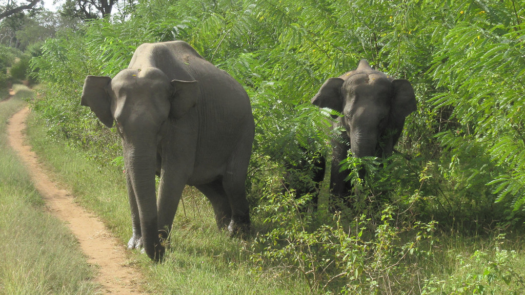 Bandipur National Park, Karnataka - Elephants