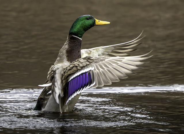 Mallard Duck at Northpoint State Park in Maryland