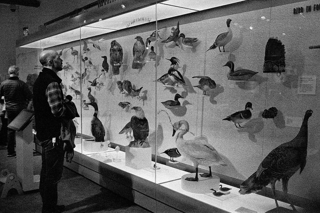 Taxidermy Birds of prey on exhibition in a large glass case