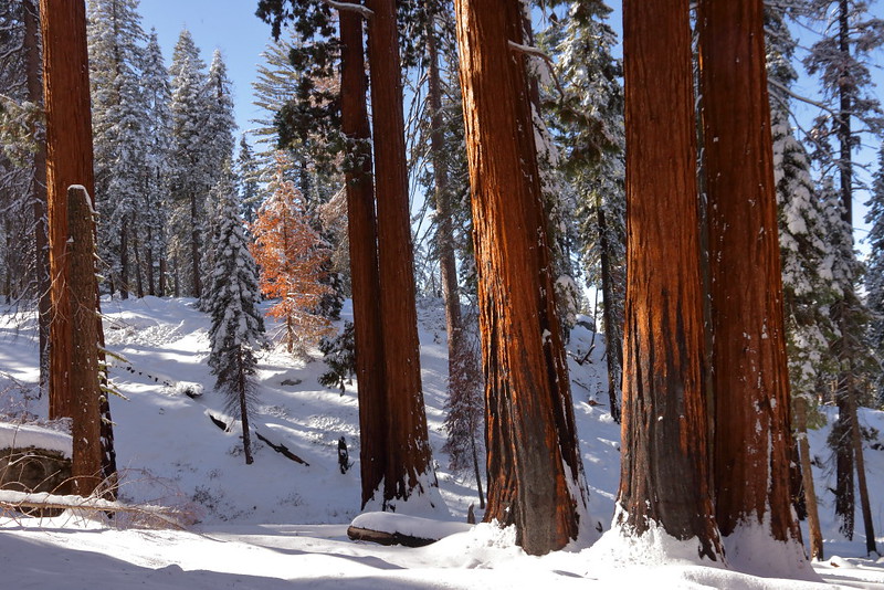 IMG_9372 Giant Forest in Winter, Sequoia National Park