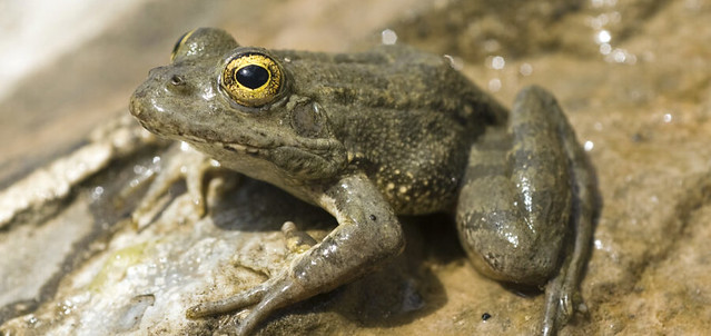 The Karpathos Frog