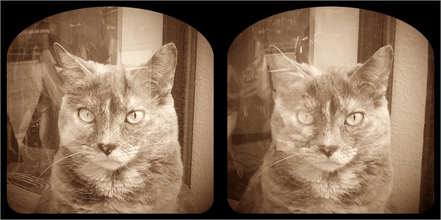 Crossview 3D № 162 | 'Cat looking through the window'