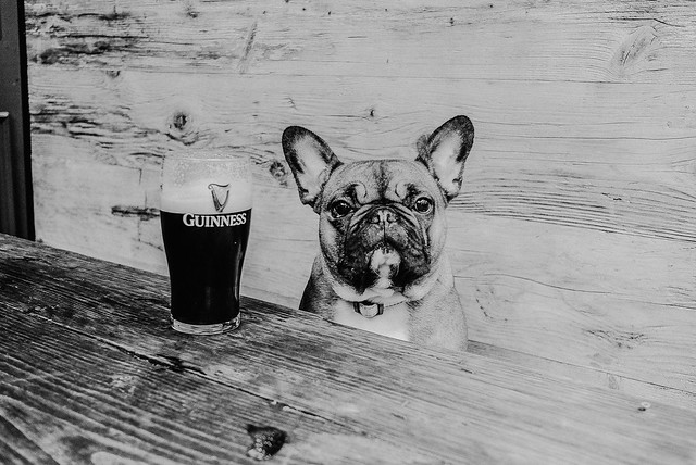 Pug & Guinness