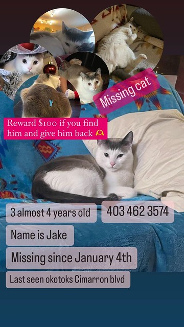 LOST white & grey dsh cat in #okotoks since Jan 4. Contact 403-462-3574 if seen/found. Pls share, watch, help to find JAKE!  Our cat is still missing  Wall post https://bit.ly/3HF2WNS  Original post https://bit.ly/3SdZSgu  LOST white & grey dsh cat in #ok
