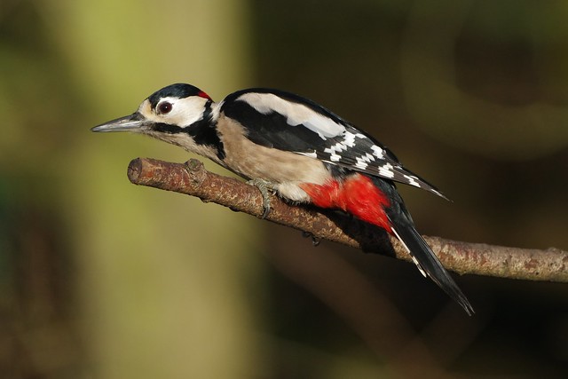 K33P3986c Great Spotted Woodpecker, Lakenheath Fen, January 2024