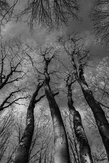 Baumriesen - Giant Trees