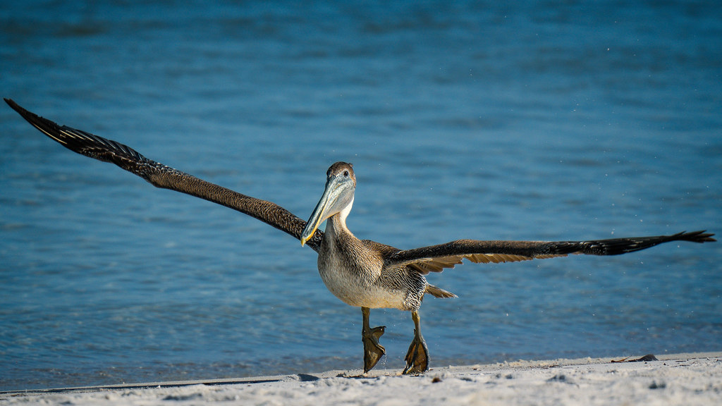 Brown Pelican Wingspand