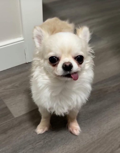LOST small white w/tan chihuahua dog #Evanston Contact 825-561-6151 if sighted/found  PLEASE DO NOT CHASE  Pls watch, share, help to locate MILKY  MISSING DOG: WHITE CHIHUAHUA. If found please please contact me 825 561 6151 thank youuu 😭😭 (Evansto