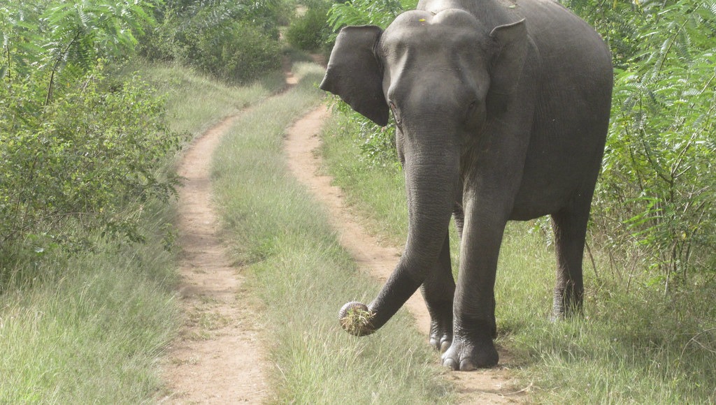 Bandipur National Park, Karnataka - Elephant