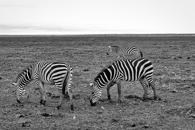 Zebras, black and white striped