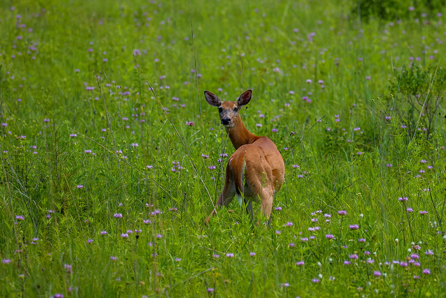 Deer in the flowers and grass
