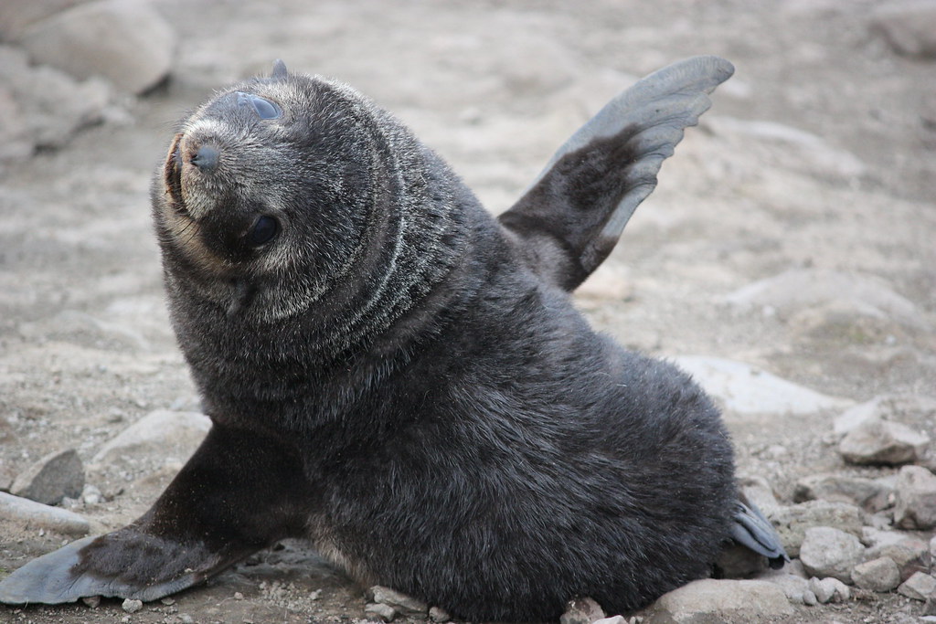 Playful Antarctic fur seal pup 南極企鵝與禽流感