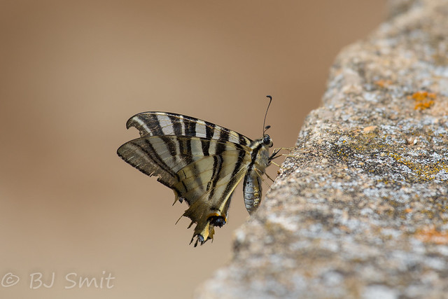 Scarce swallowtail / koningspage (Iphiclides podalirius)