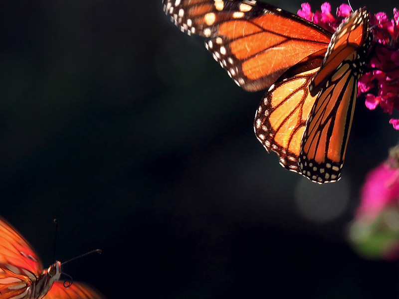 Monarch and Gulf fritillary