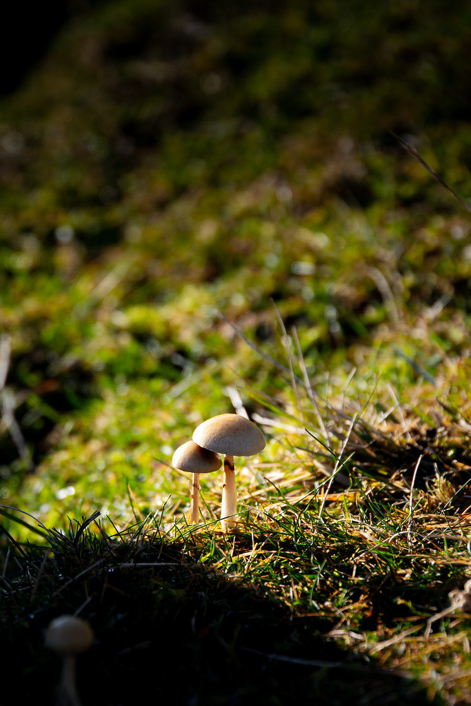 Buckbarrow Mushrooms. The Lake District. Cumbria. 06/01/2024.
