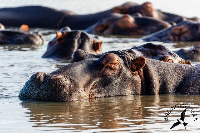 Hippopotamus, St Lucia, Kwa-Zulu Natal, Dec 2022