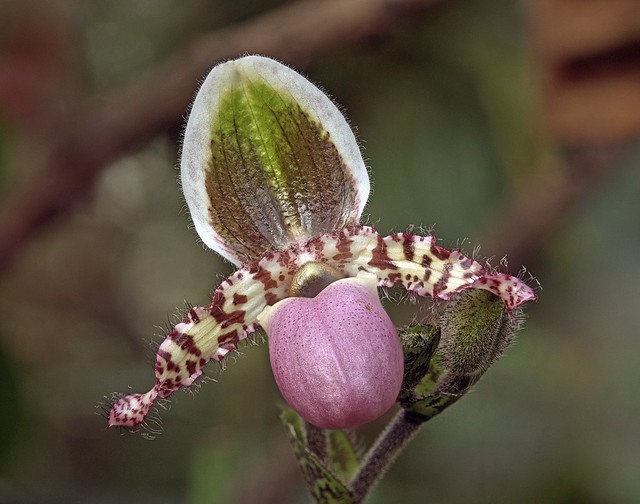 Orchidee (Paphiopedilum liemianum)