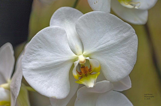 Orchid White.