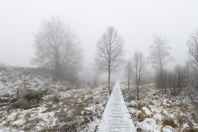 Path in the fog