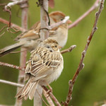 Paler shade of sparrow Clay-colored sparrow - Spizella pallida
With Field Sparrow, Spizella pusilla.