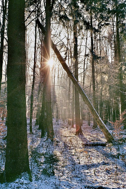 Woodland in winter