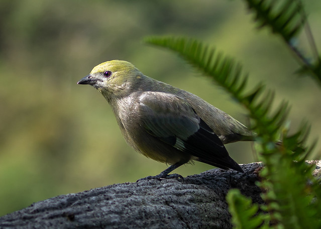 New species #7: The Palm Tanager